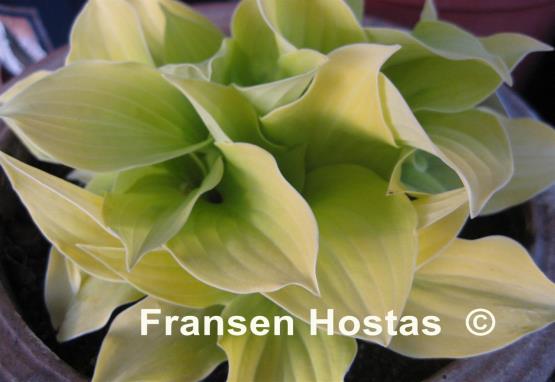 Hosta Coconut Custard